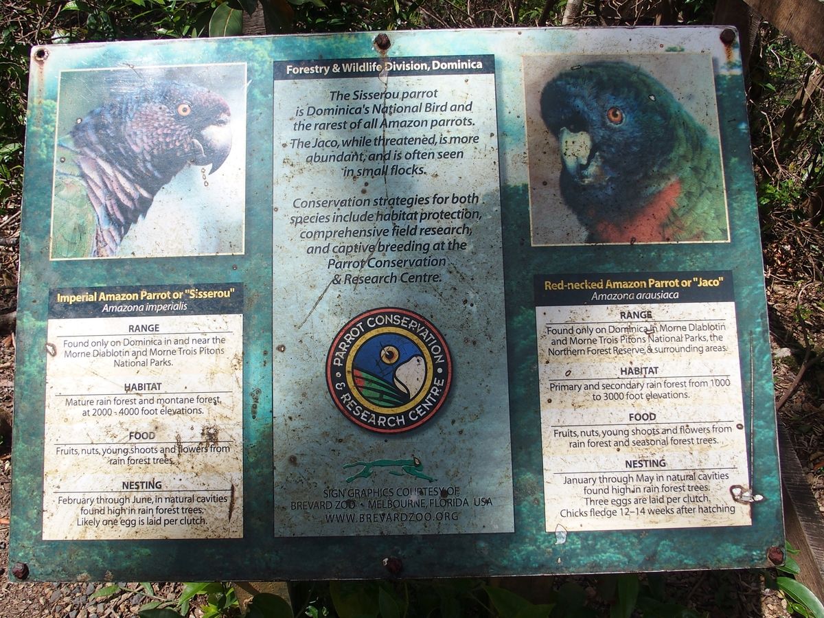 információs tábla a dominicai papagájokról